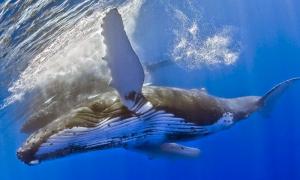 Чем опасны воды Балтийского моря Удивительные сведения об акулах