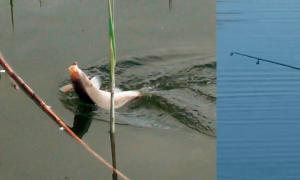 Ловля весной на поплавочную удочку: видео рыбалки на карася Поплавковая рыбалка на карася весной